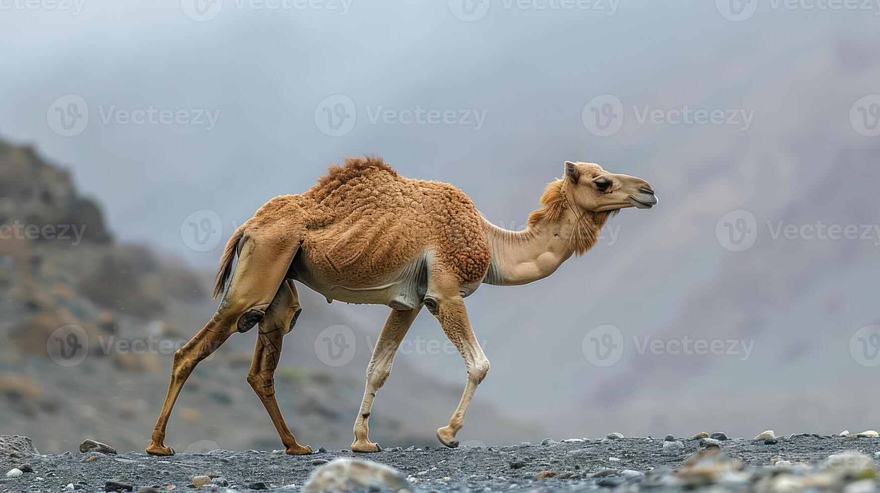 A solitary camel walks across a rocky landscape under a misty sky, showcasing resilience and beauty photo