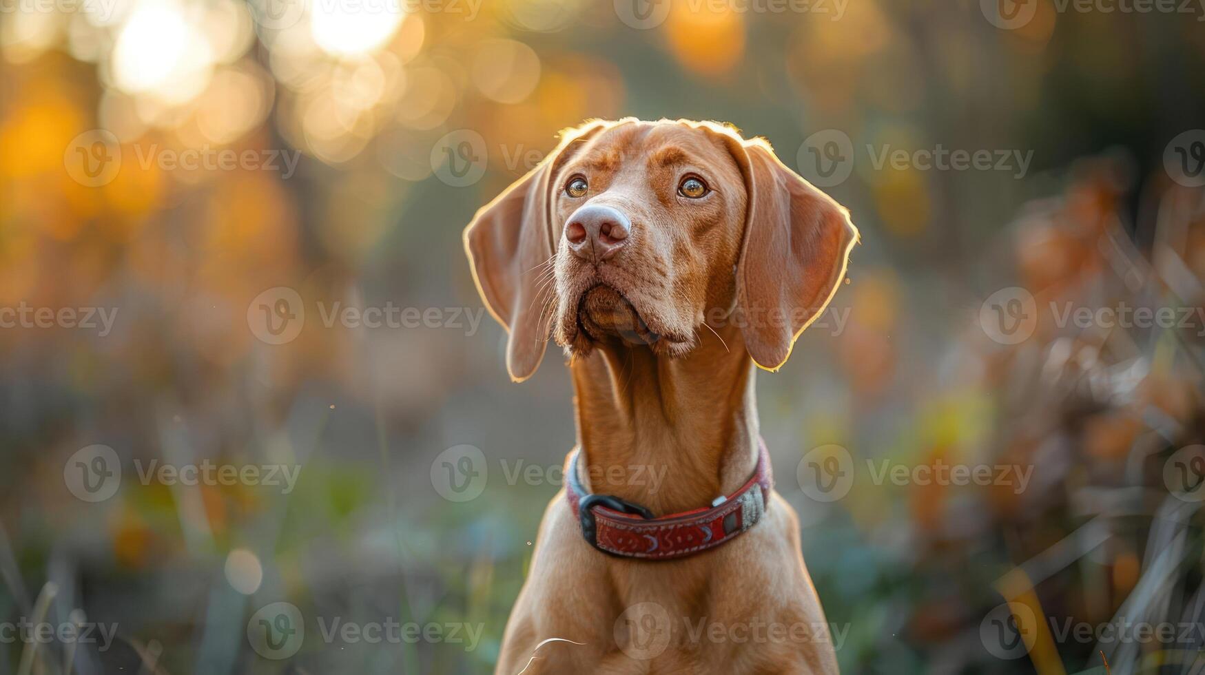 A majestic dog gazes thoughtfully in a sunlit autumn forest, surrounded by colorful foliage photo