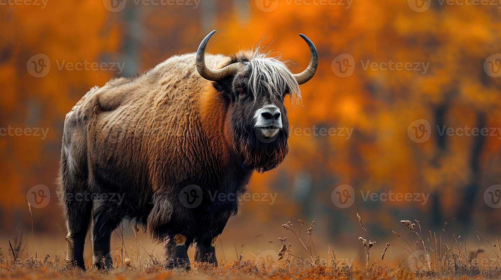 Majestic yak standing in a vibrant autumn landscape with colorful foliage in the background photo