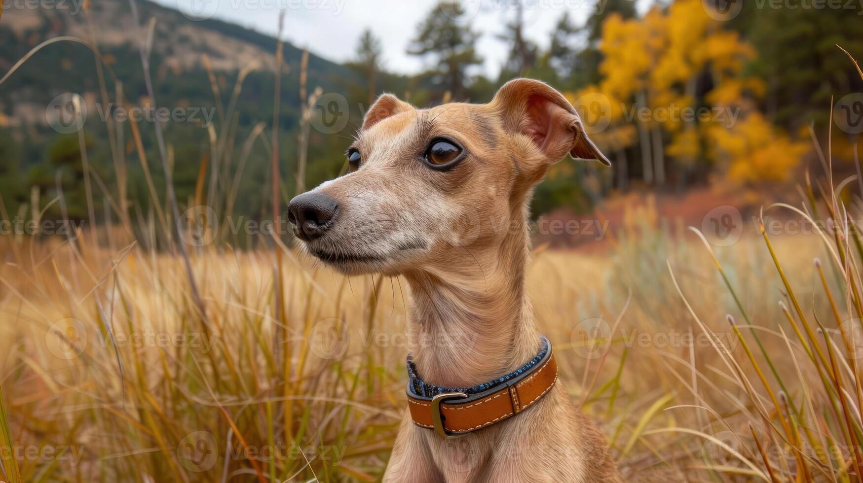 A graceful dog with a collar stands amidst golden grasses in a serene autumn landscape photo