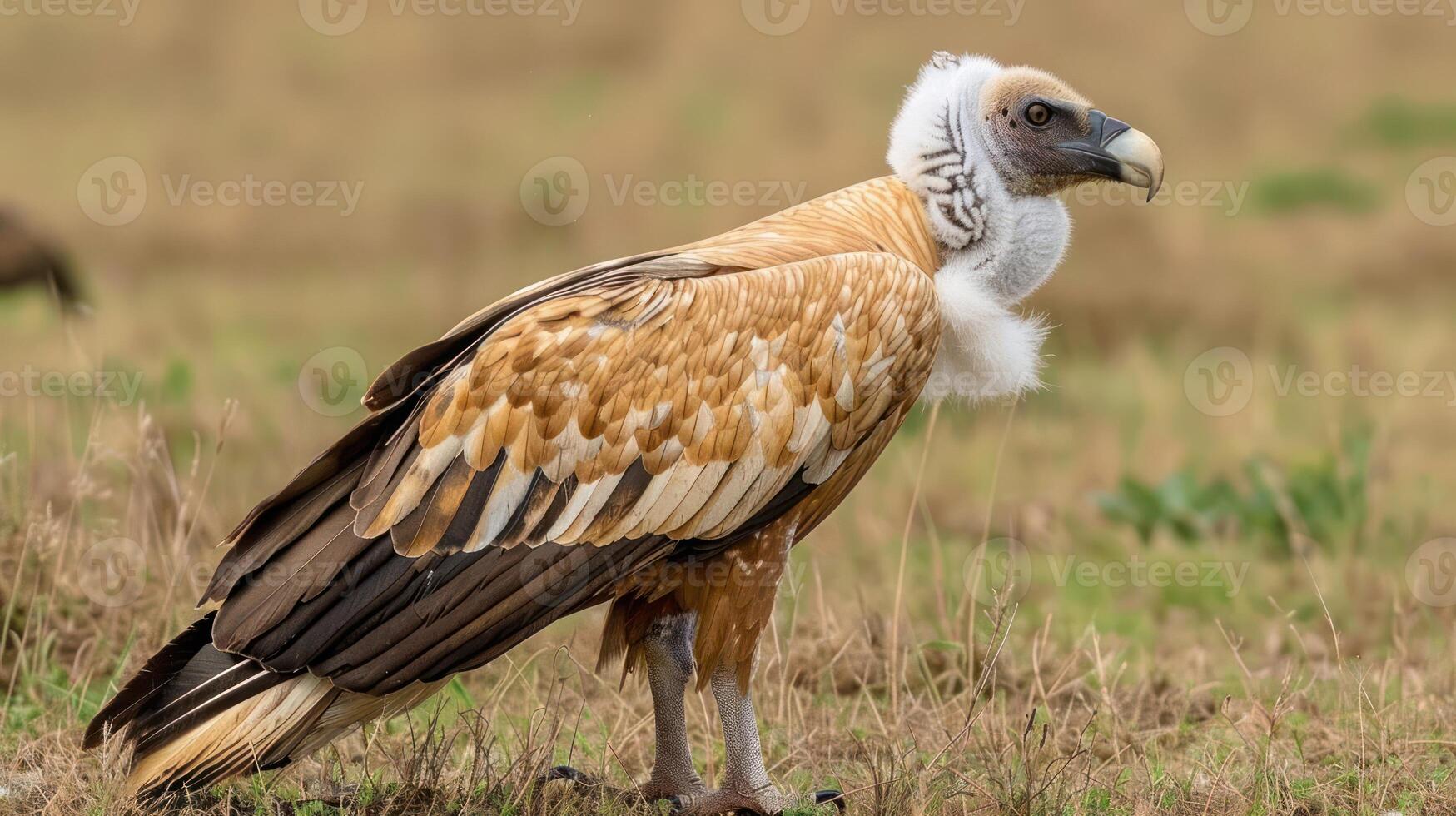 Majestic vulture standing on grassland, showcasing its impressive plumage in a serene environment photo