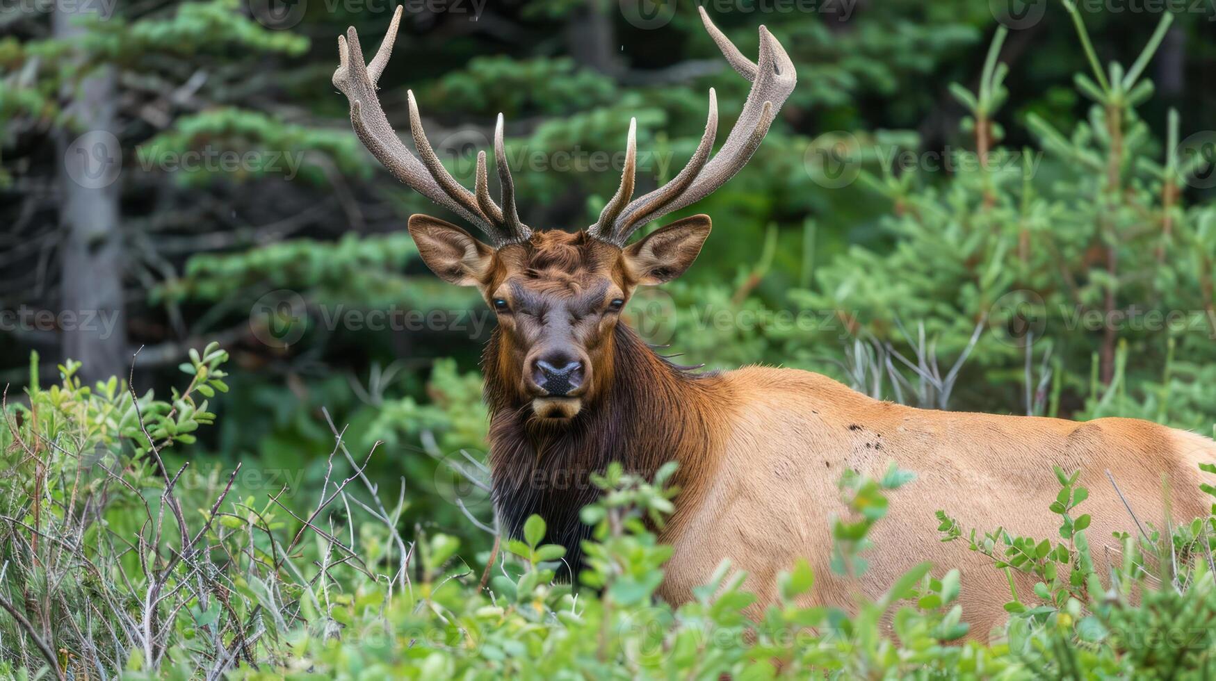 Majestic elk standing amidst lush greenery, showcasing its impressive antlers in a serene forest setting photo