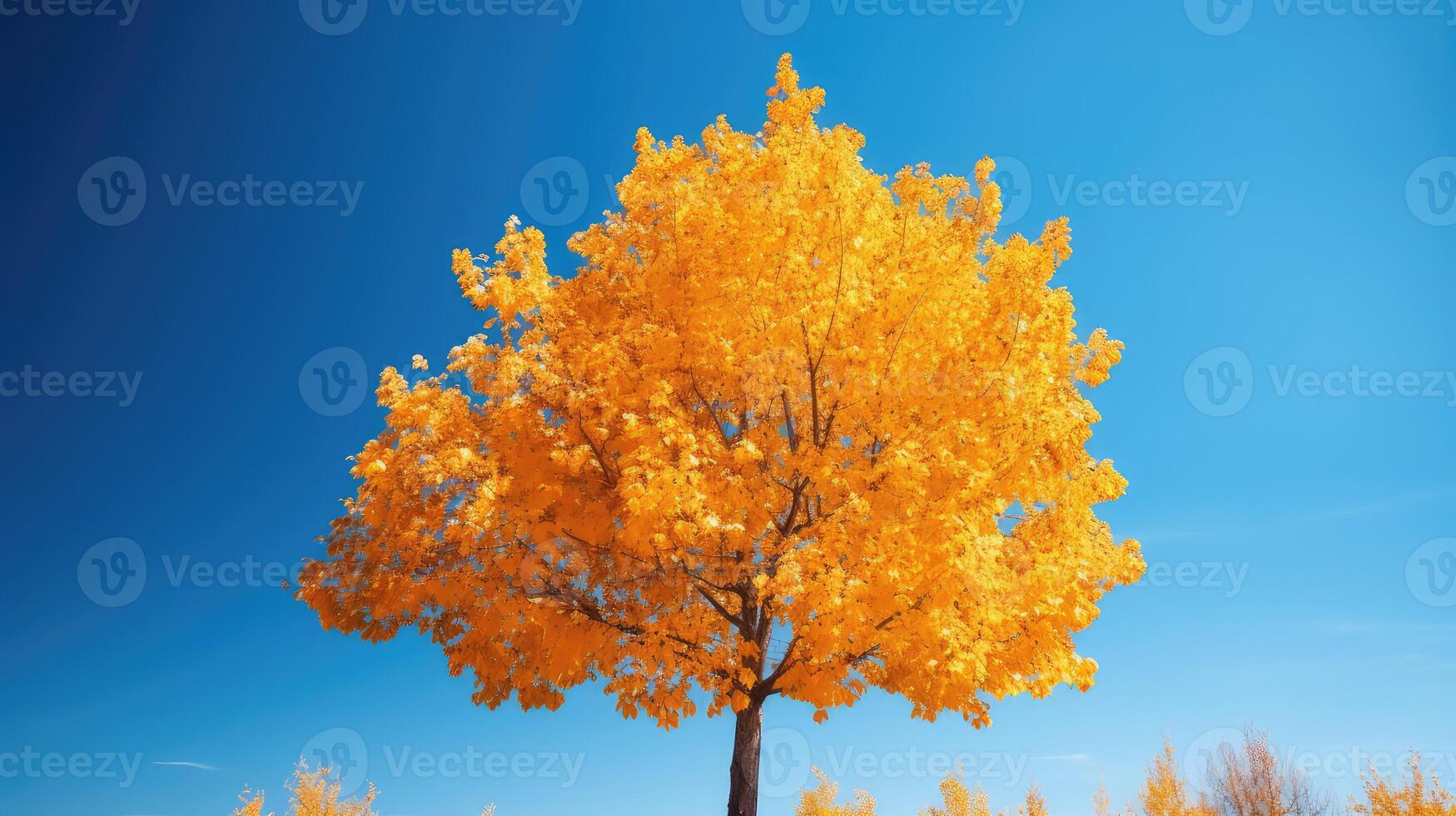nature fall leaves blank photo