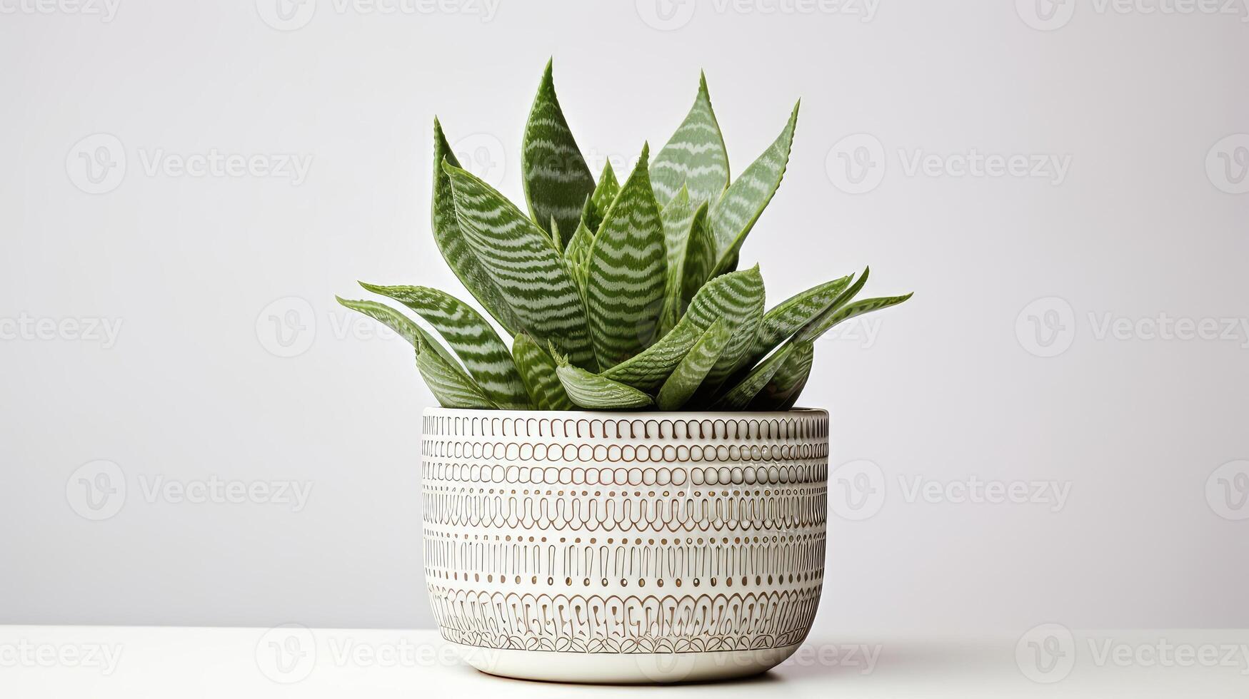 tabletop plant on white photo