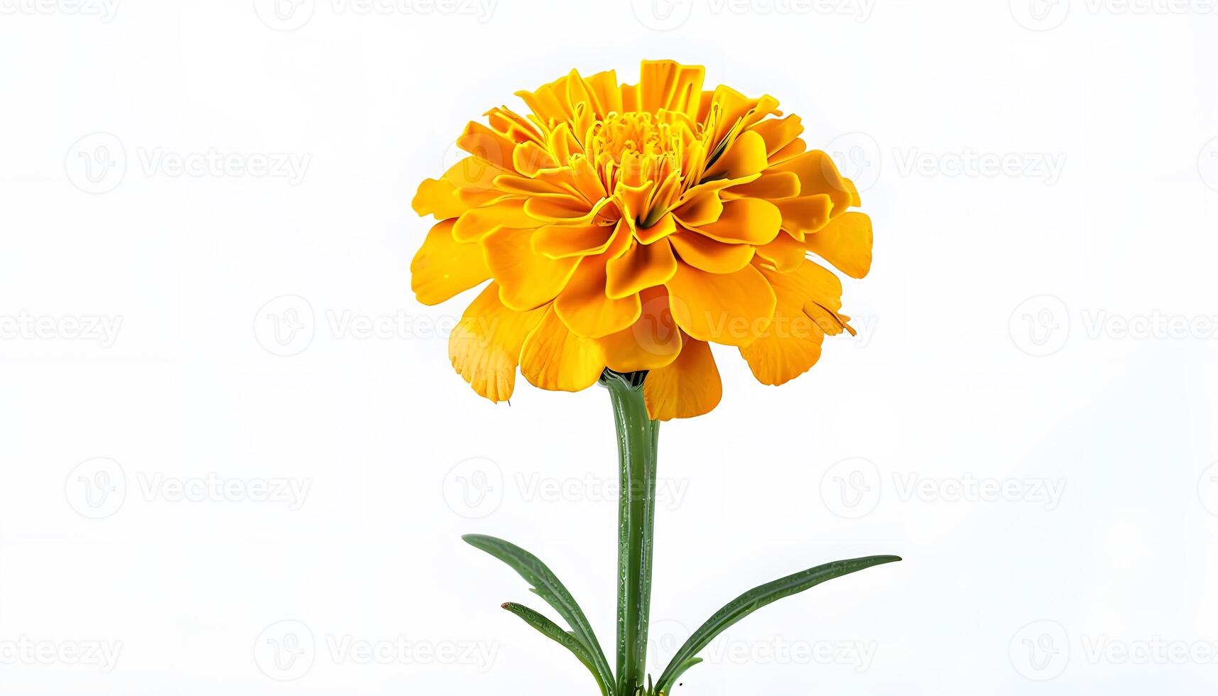 A yellow flower in a vase photo