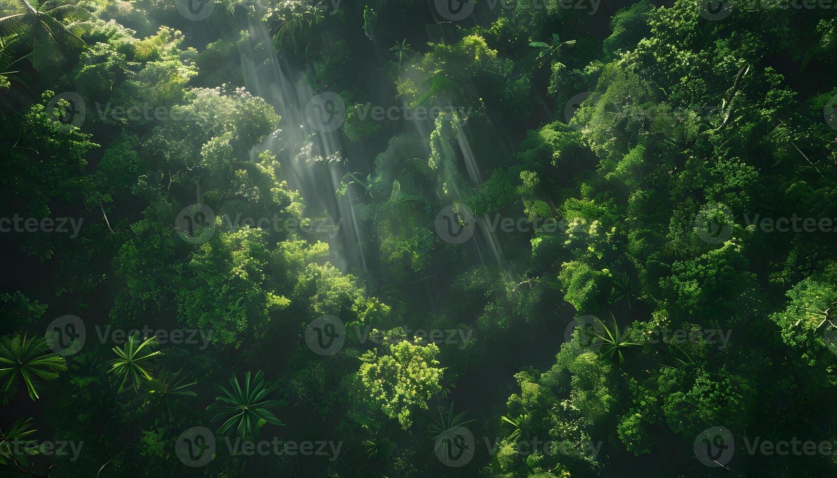 A view of the jungle from above photo