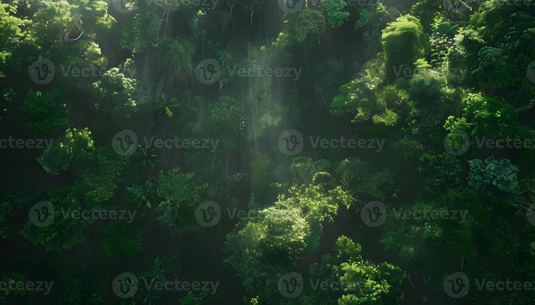 A forest with trees and sunlight shining through photo