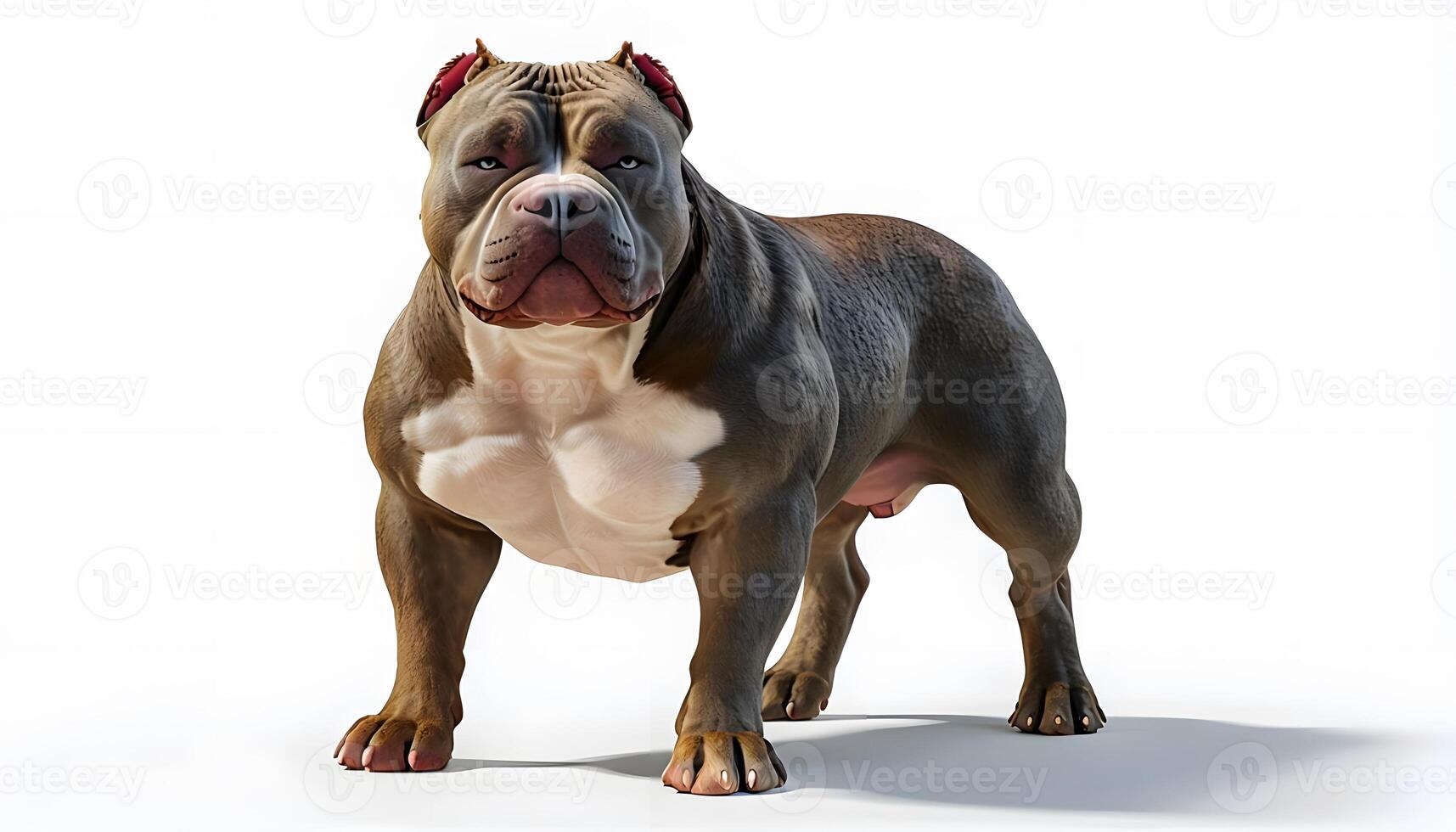 A large brown and white dog standing on a white background photo
