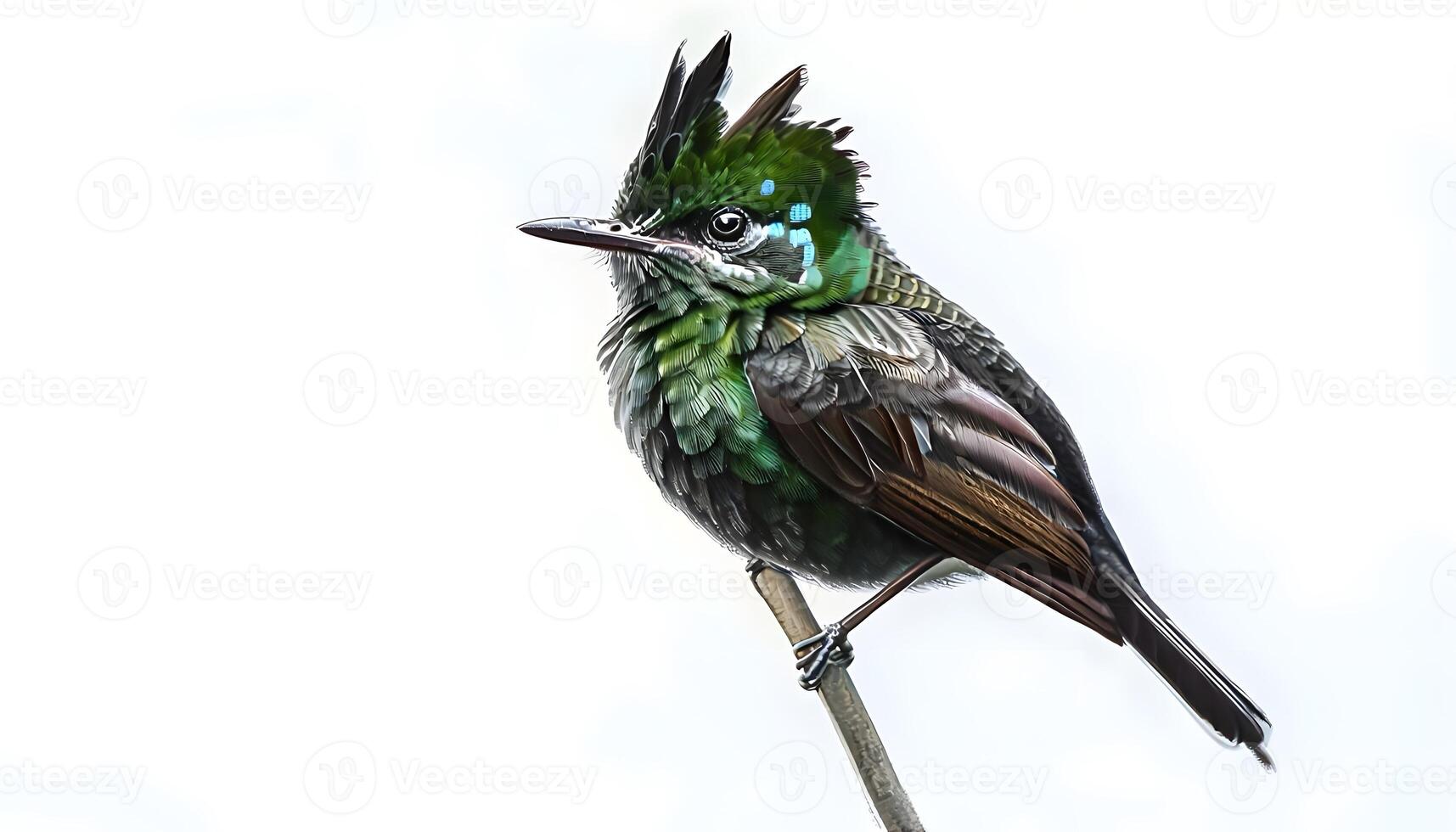 A green bird with a black and white head photo