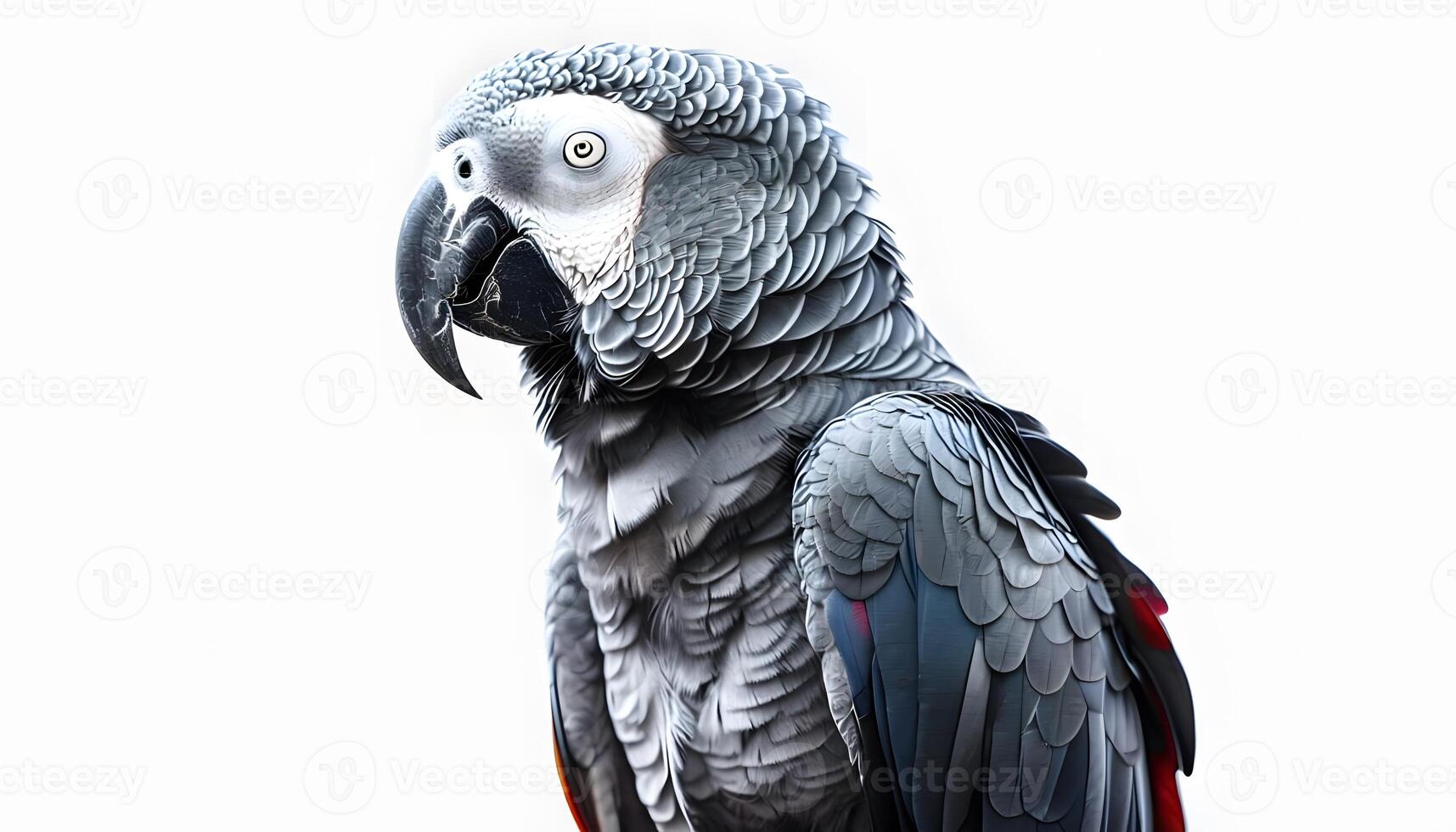A gray parrot with a red beak and a white head photo
