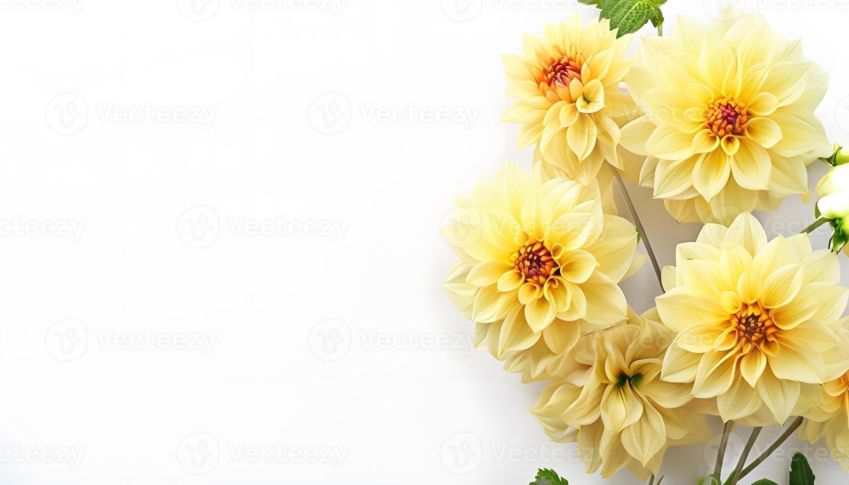 Yellow flowers on white background photo