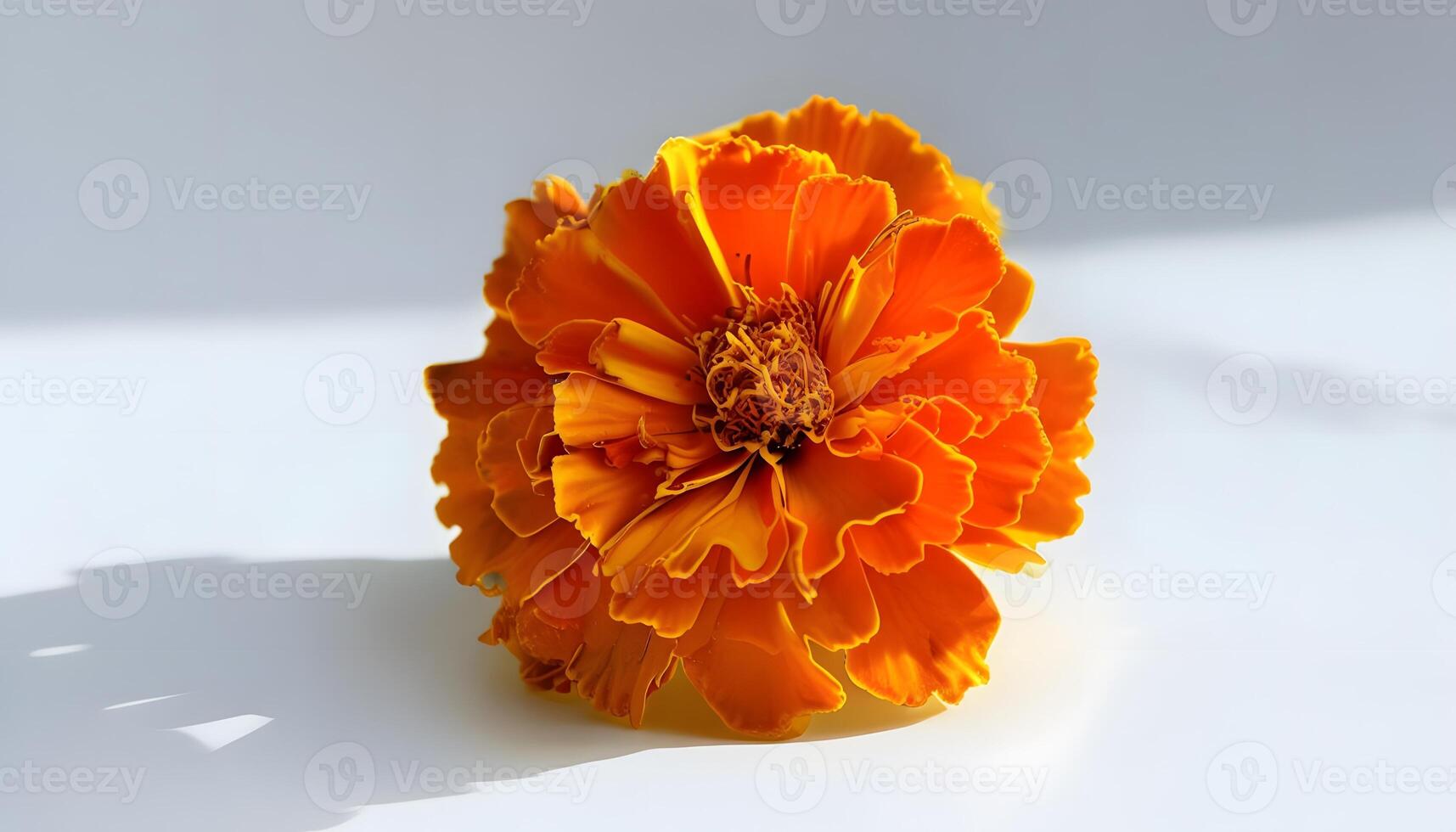 An orange flower is shown on a white surface photo