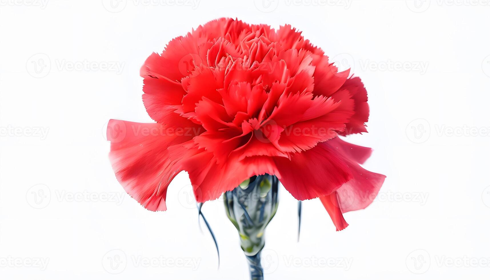 A red carnation is shown against a white background photo