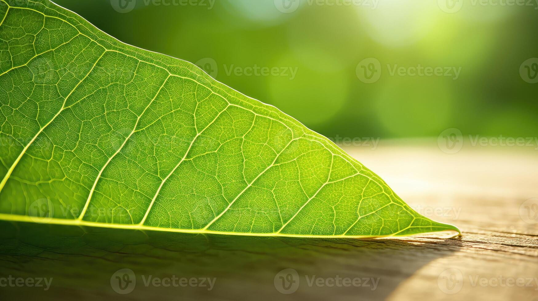 backlit walnut leaf photo