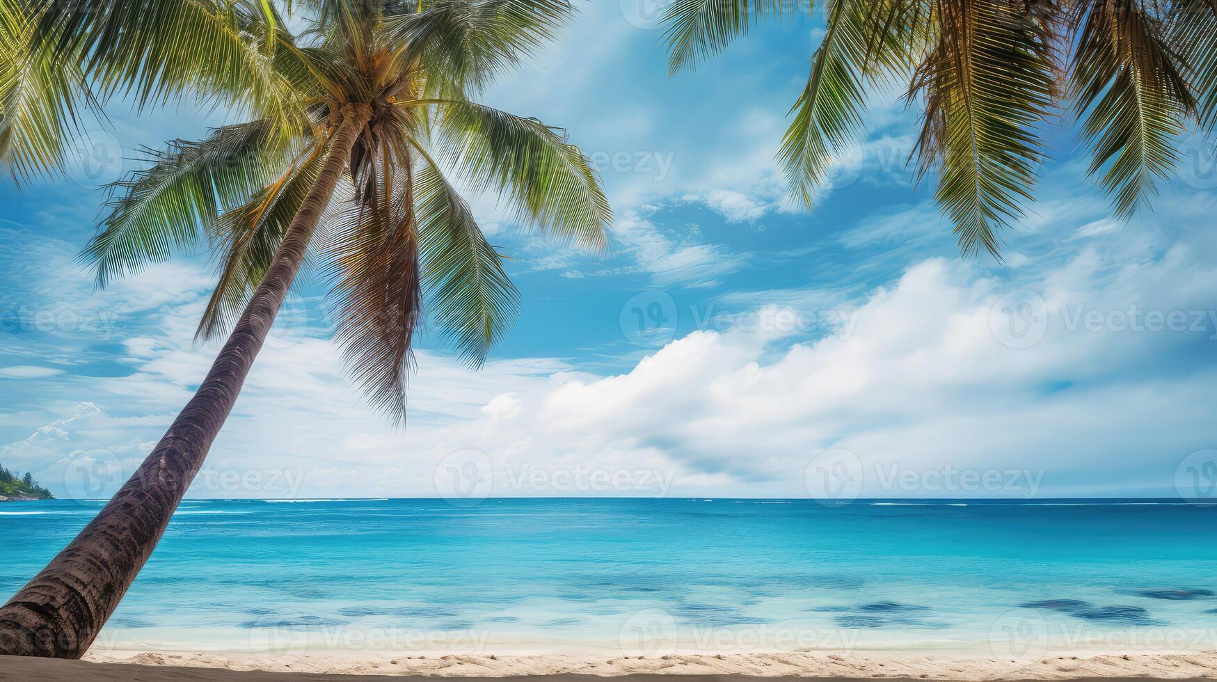 border palm tree borders photo