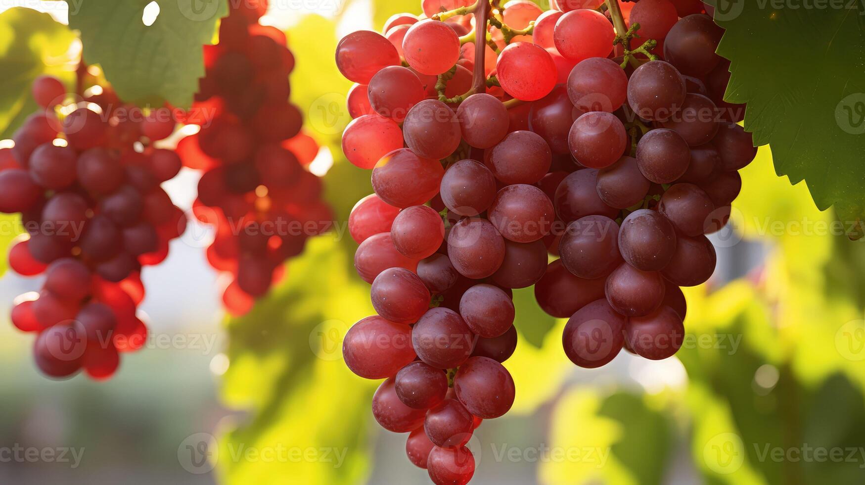 sunlight red grapes photo