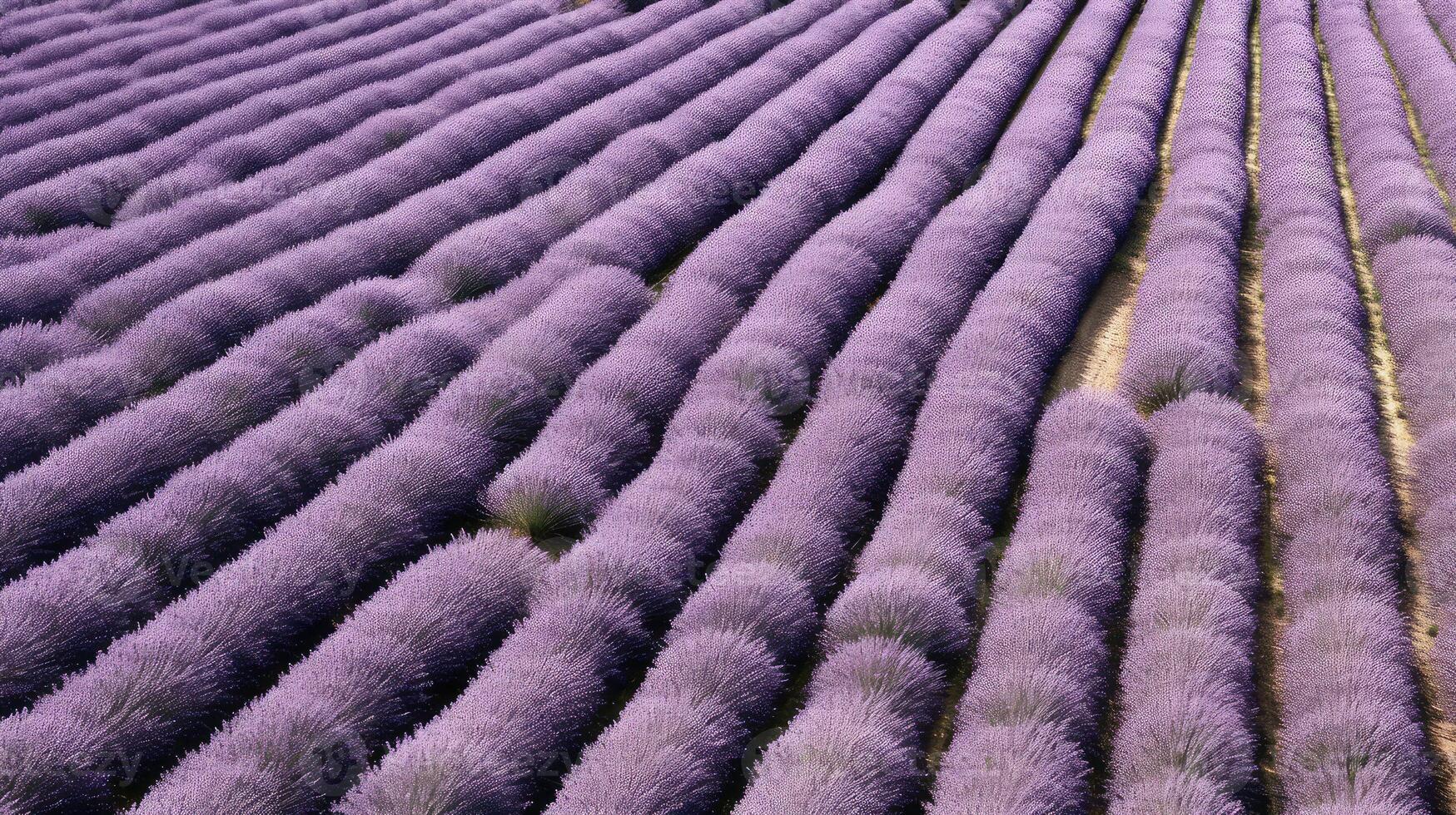 view violet pattern photo