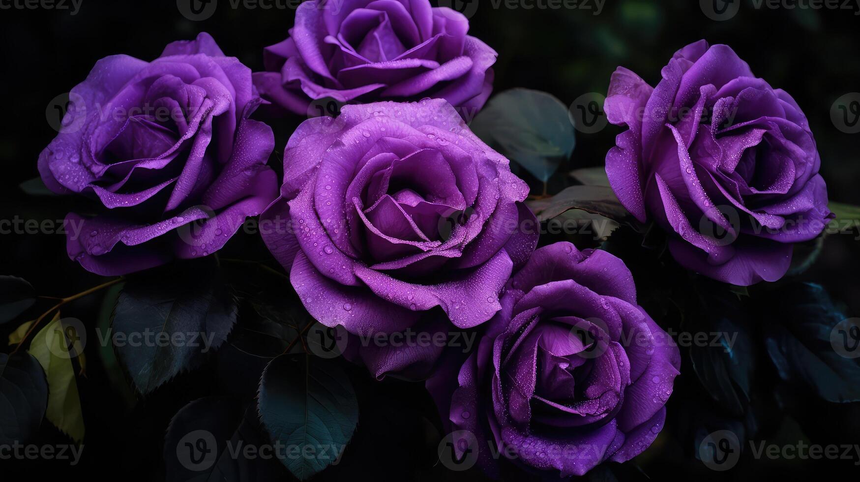 bloom dark purple roses photo