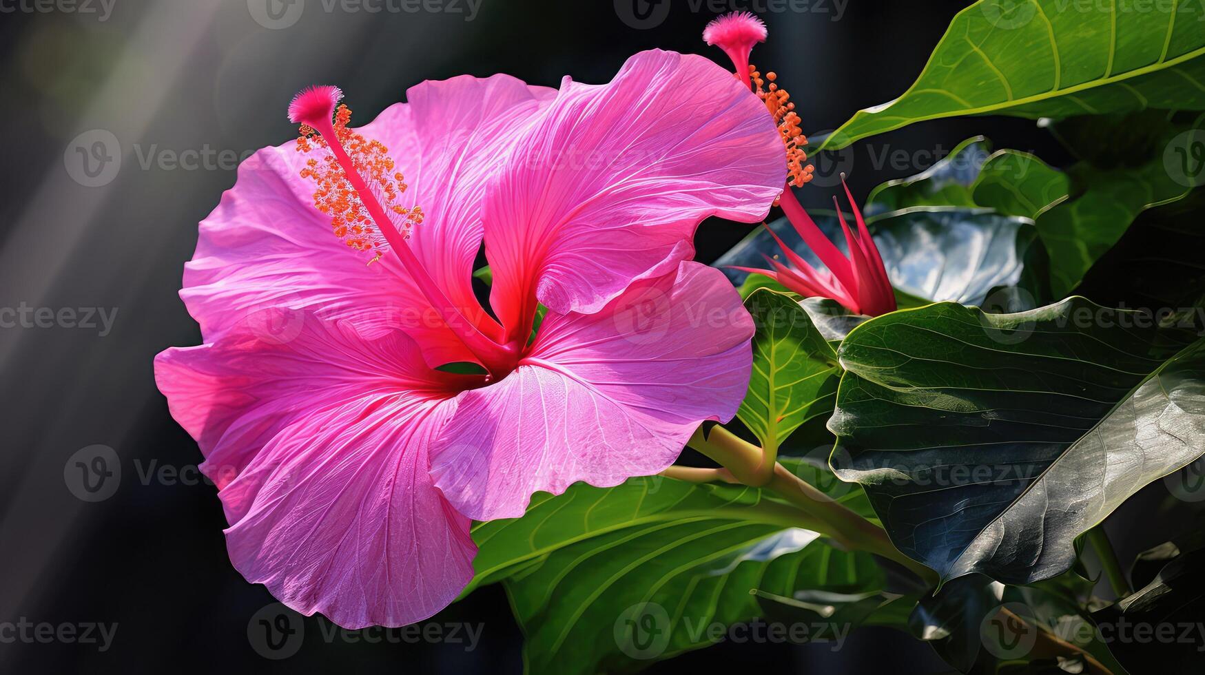 exotic hot pink flowers photo