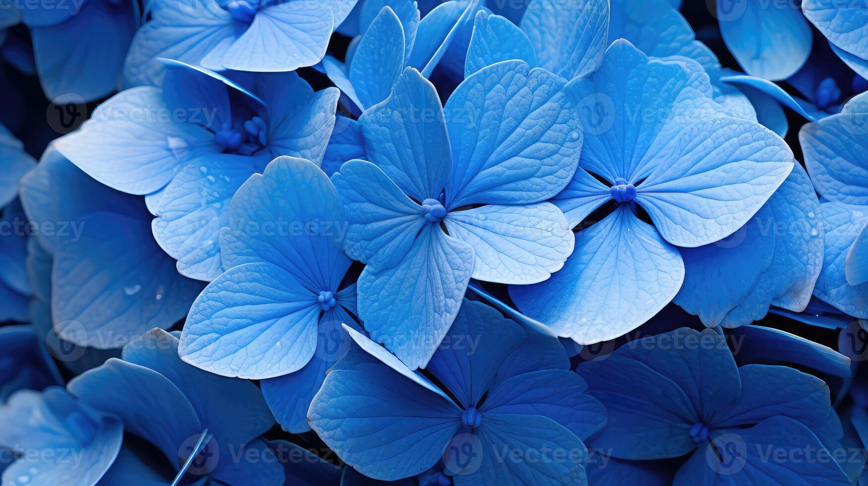 petals hydrangea blue flower photo