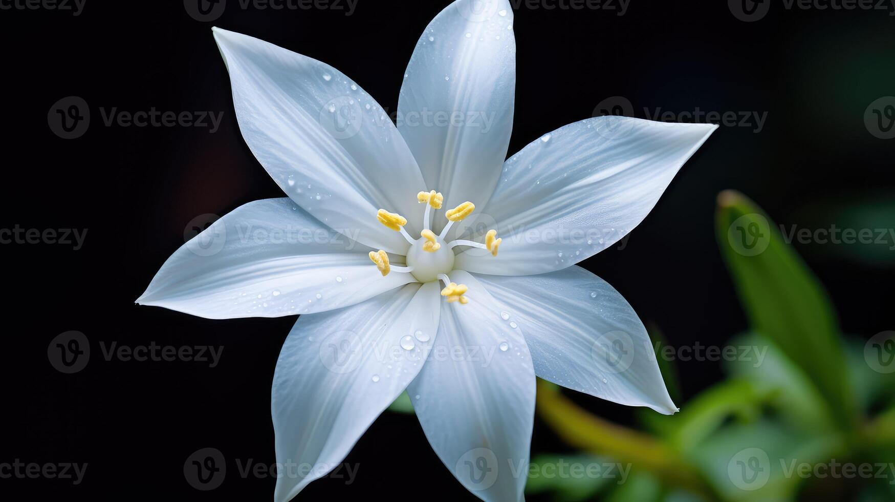 delicate star of bethleham photo