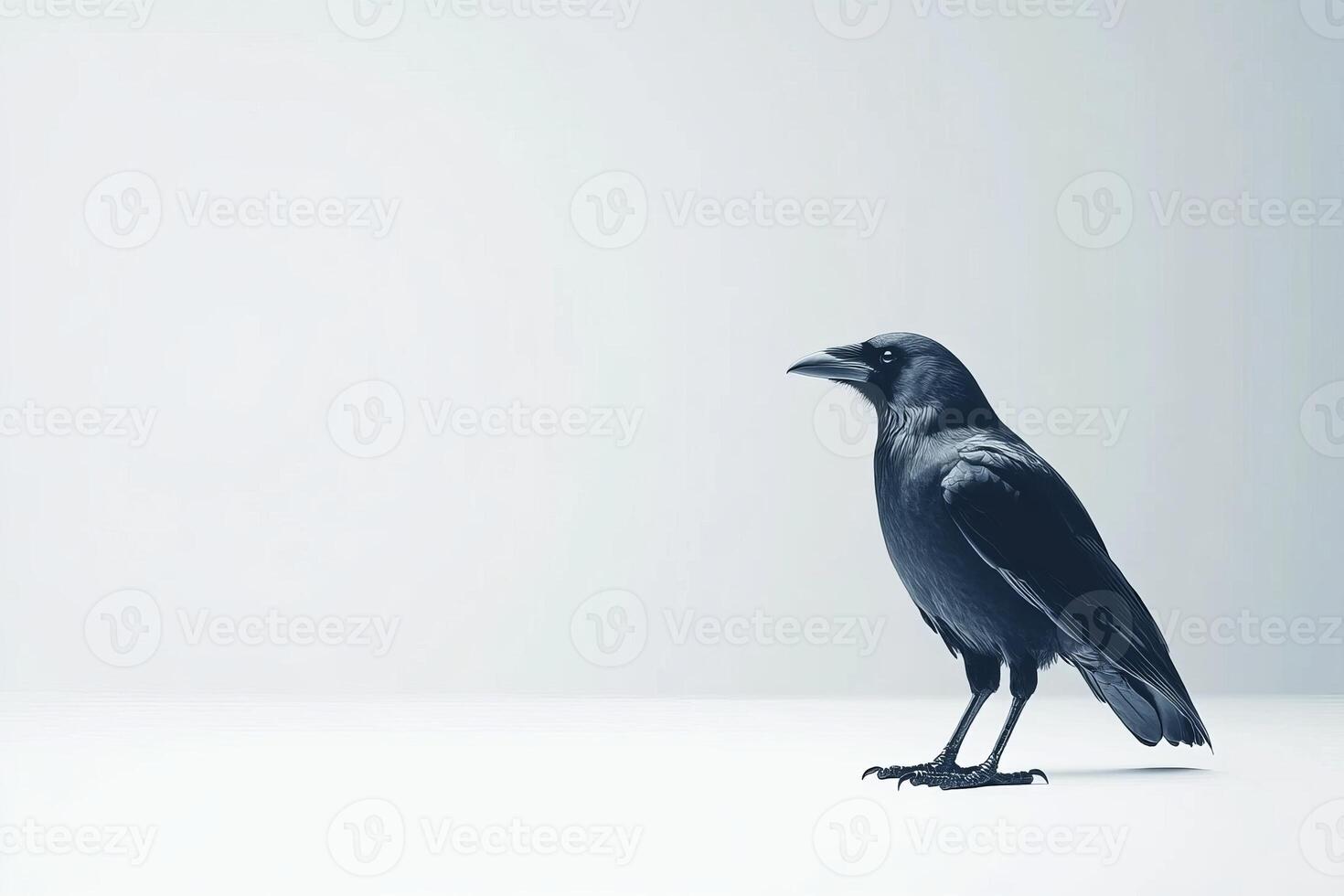 Birdwatching image. Raven, detailed feathers photo