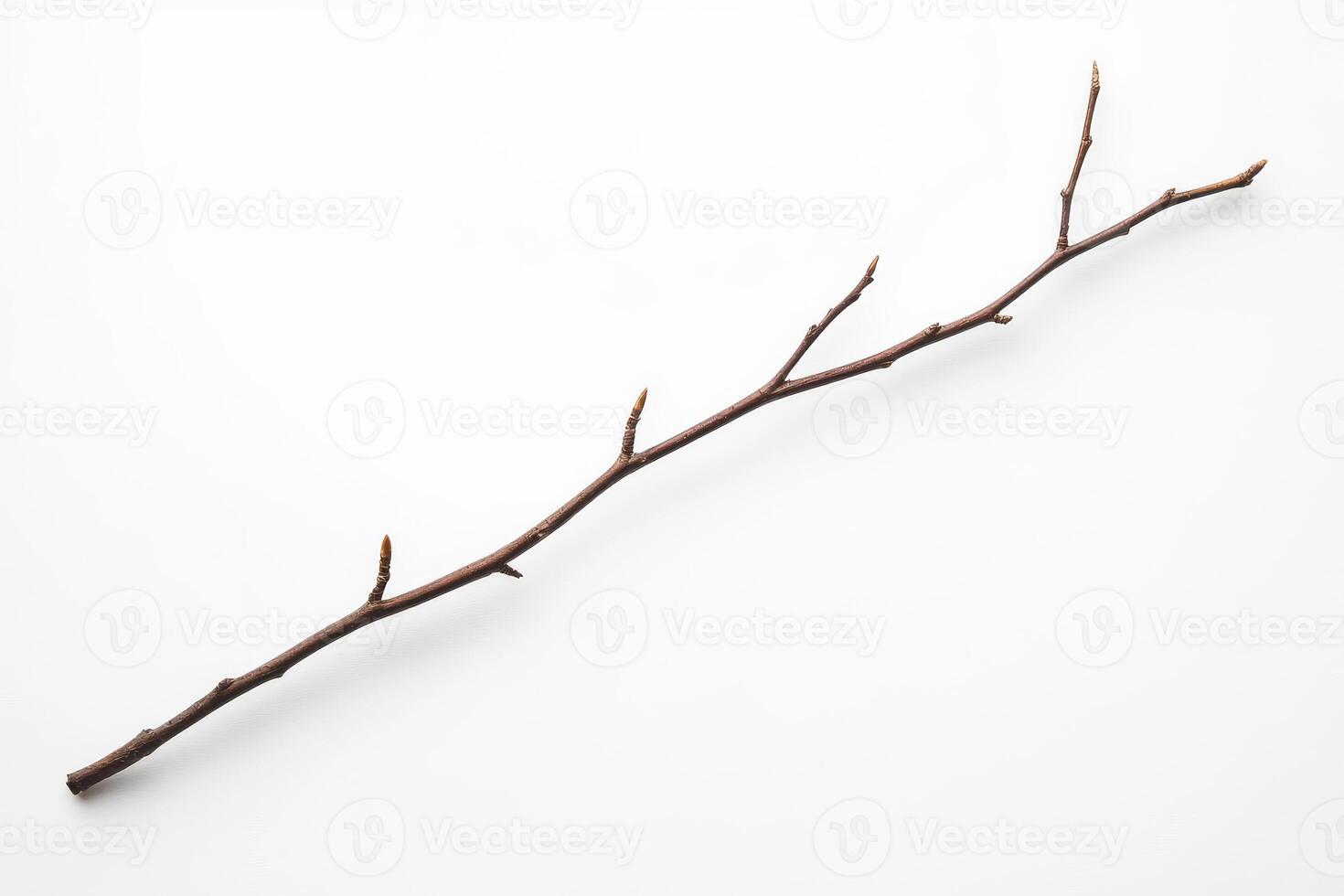 Bare Branch, Isolated Object photo