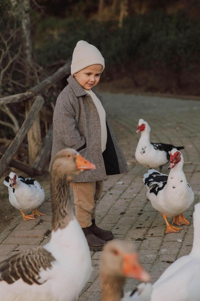 boy casually walks alongside the geese photo