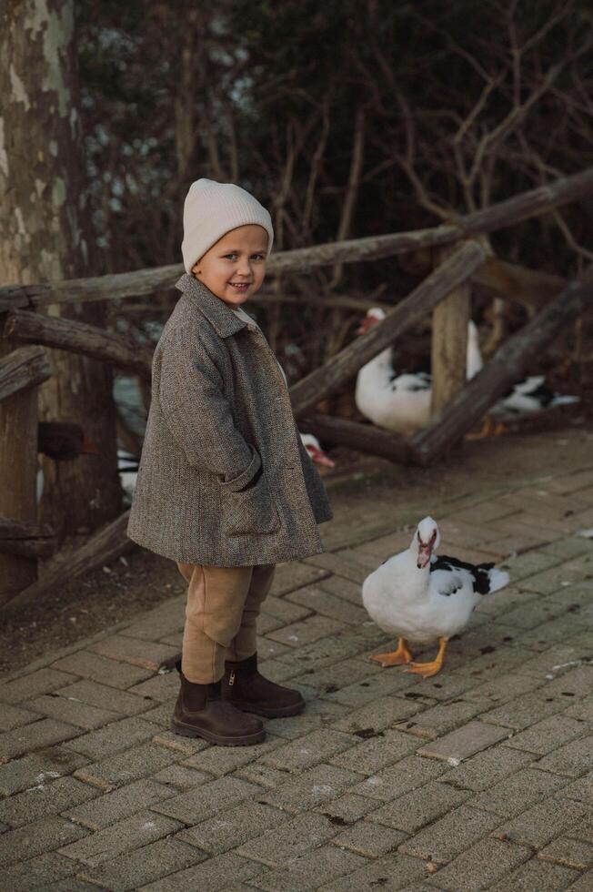 The boy walks near the geese, observing their slow, graceful movements with curiosity. photo