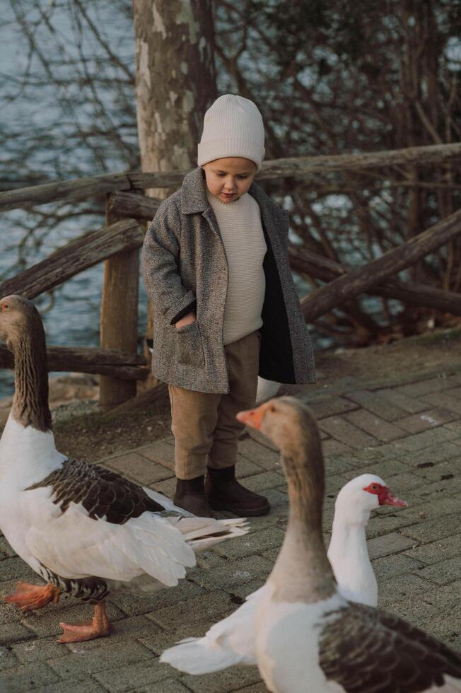 A young boy strolls beside a group of geese watching them waddle peacefully across the grass. photo