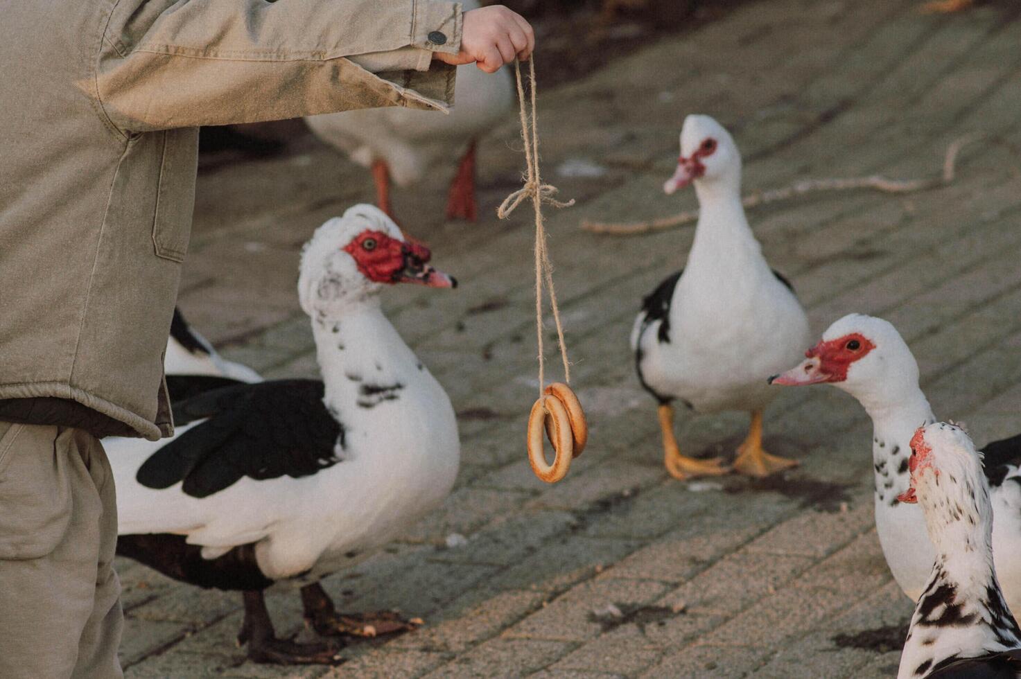The children hold a string of bagels, laughing as the geese eagerly peck at the tasty treats. photo