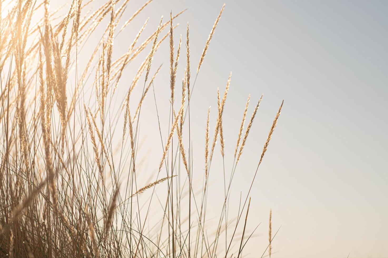 Golden stalks sway gently against the fiery hues of the sunset sky, their tips glowing in the fading light as the evening breeze whispers through the fields. photo