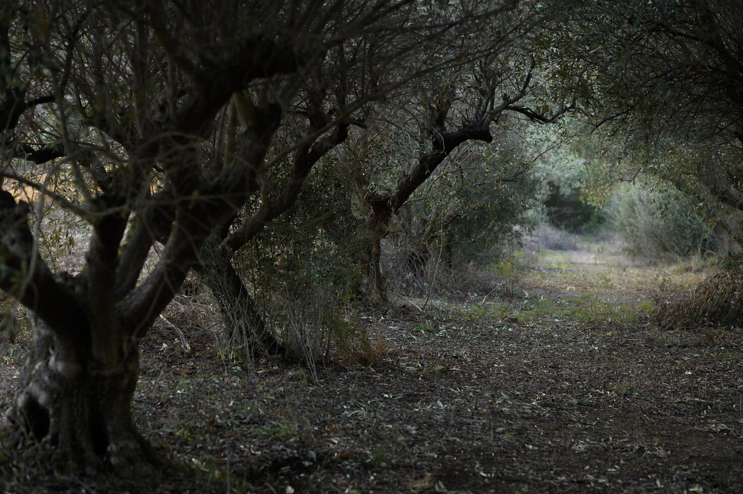 The air is thick with the scent of aged wood and damp earth as the tunnel of olive trees stretches endlessly, vanishing into a haunting darkness beyond sight. photo