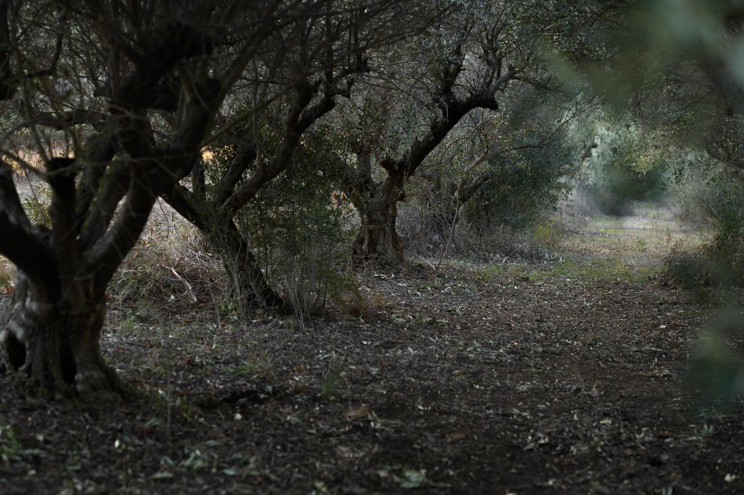 Moonlight barely pierces the dense canopy, casting eerie silver patterns on the winding path, where the twisted trunks stand like silent guardians of an untold legend. photo