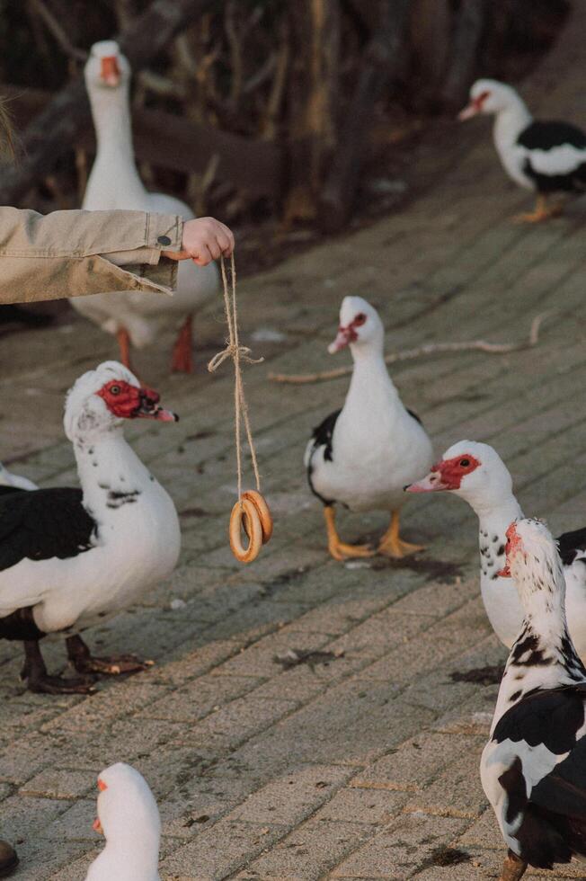 The kid hold a string of bagels, laughing as the geese eagerly peck at the tasty treats. photo