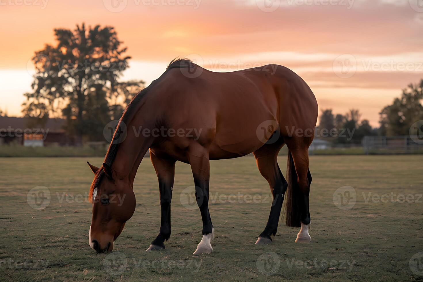 A horse grazing in a field at sunset photo