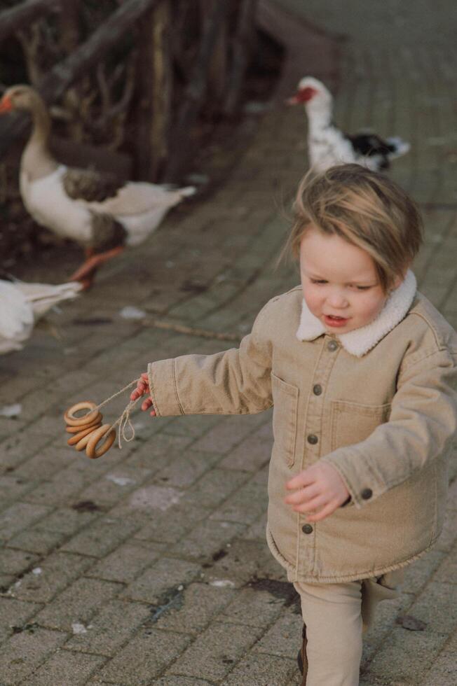 A young boy strolls beside a group of geese, watching them waddle peacefully photo