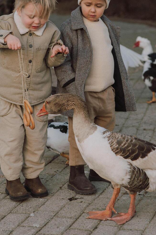 Sunlight glows on the boys faces as they gently feed the geese, their hands holding a string of golden bagels. photo