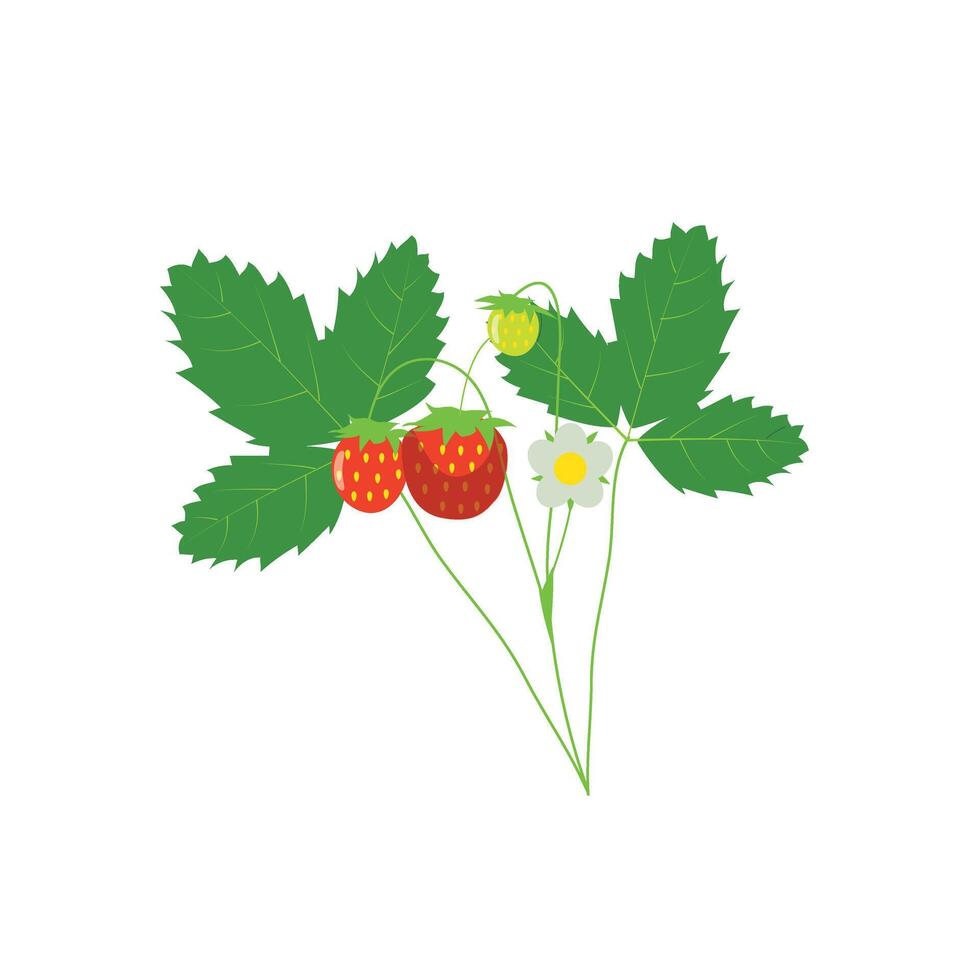 Illustration of Strawberries and Leaves vector