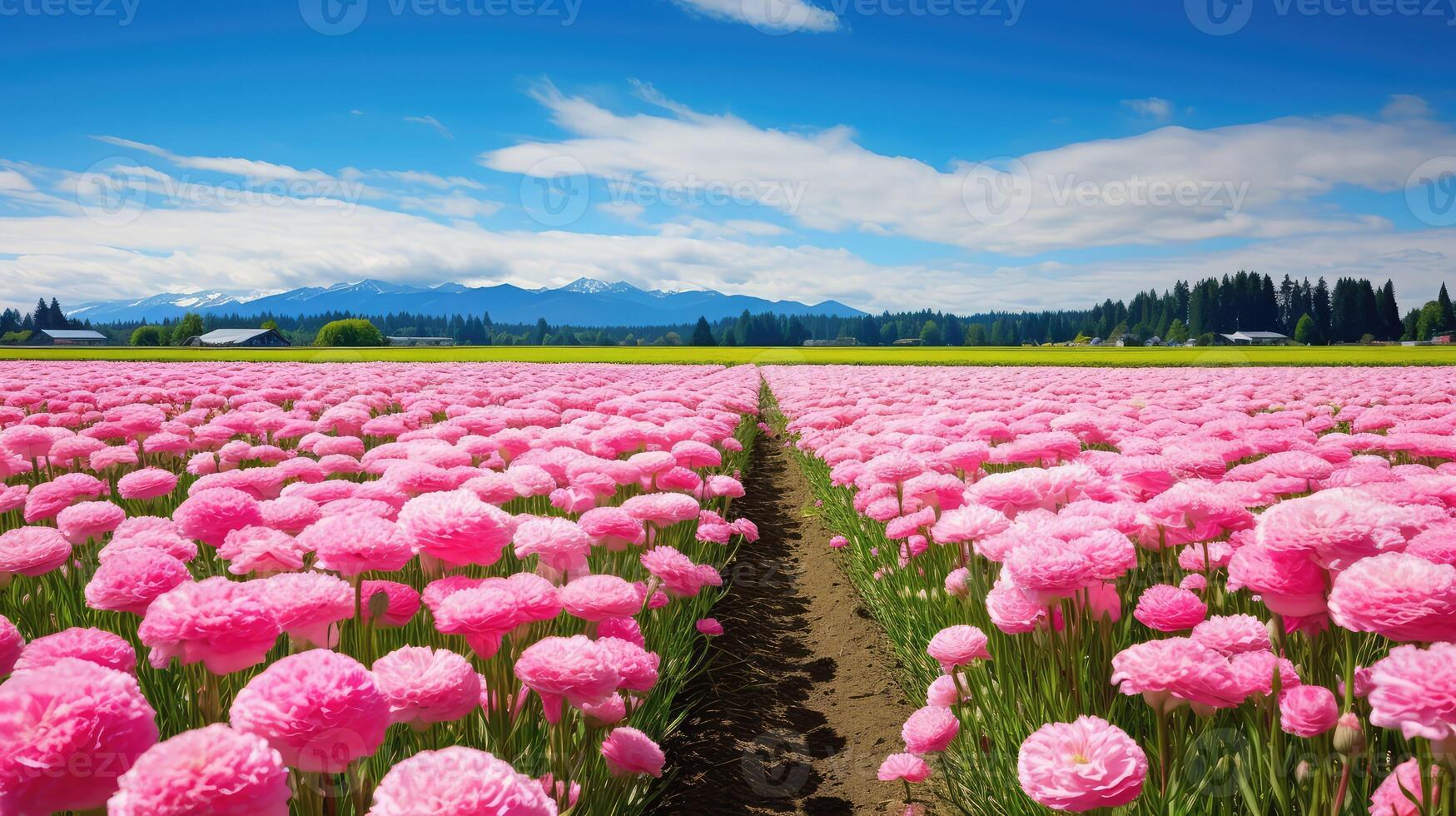 breathtaking carnation field photo