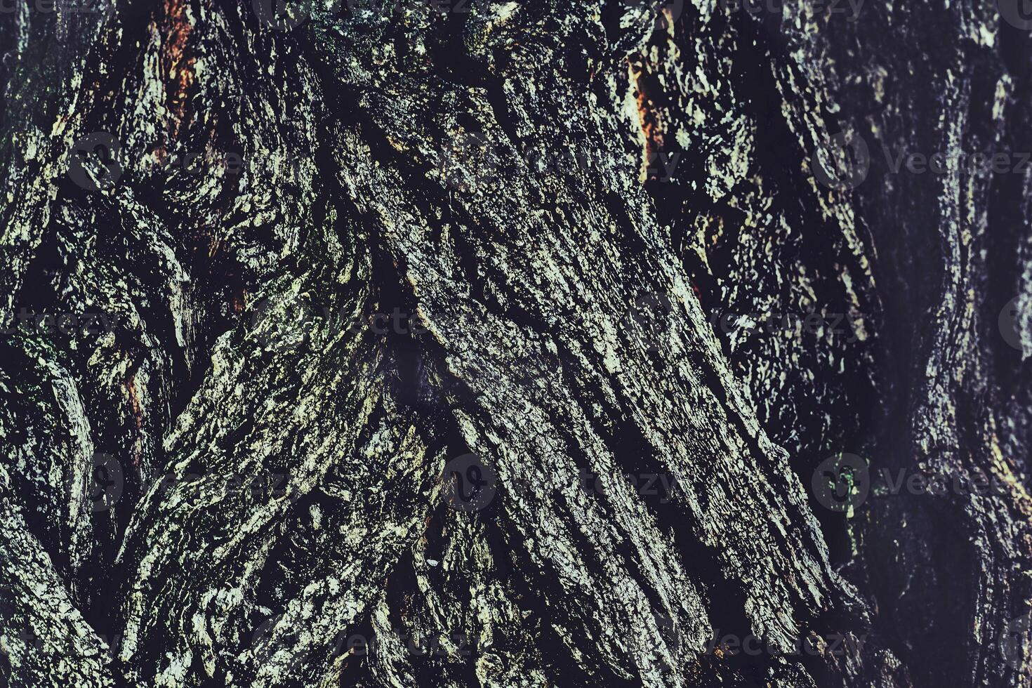 Wooden silver background.Wrinkled bark of an old tree photo
