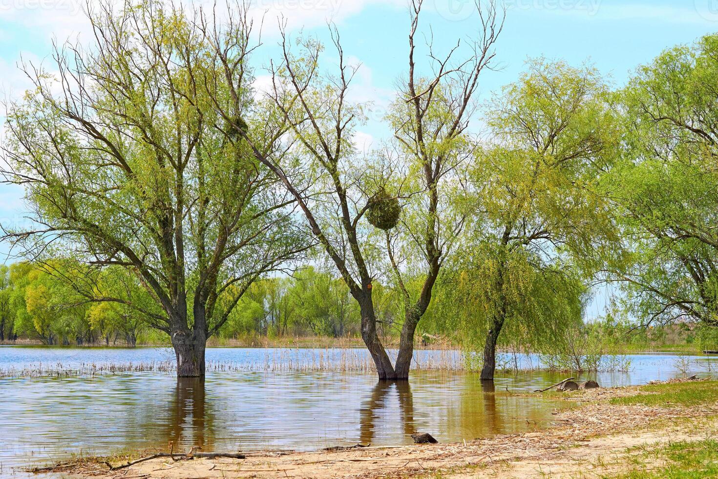 Spring water flood. The overflowing river flooded green trees and bushes photo