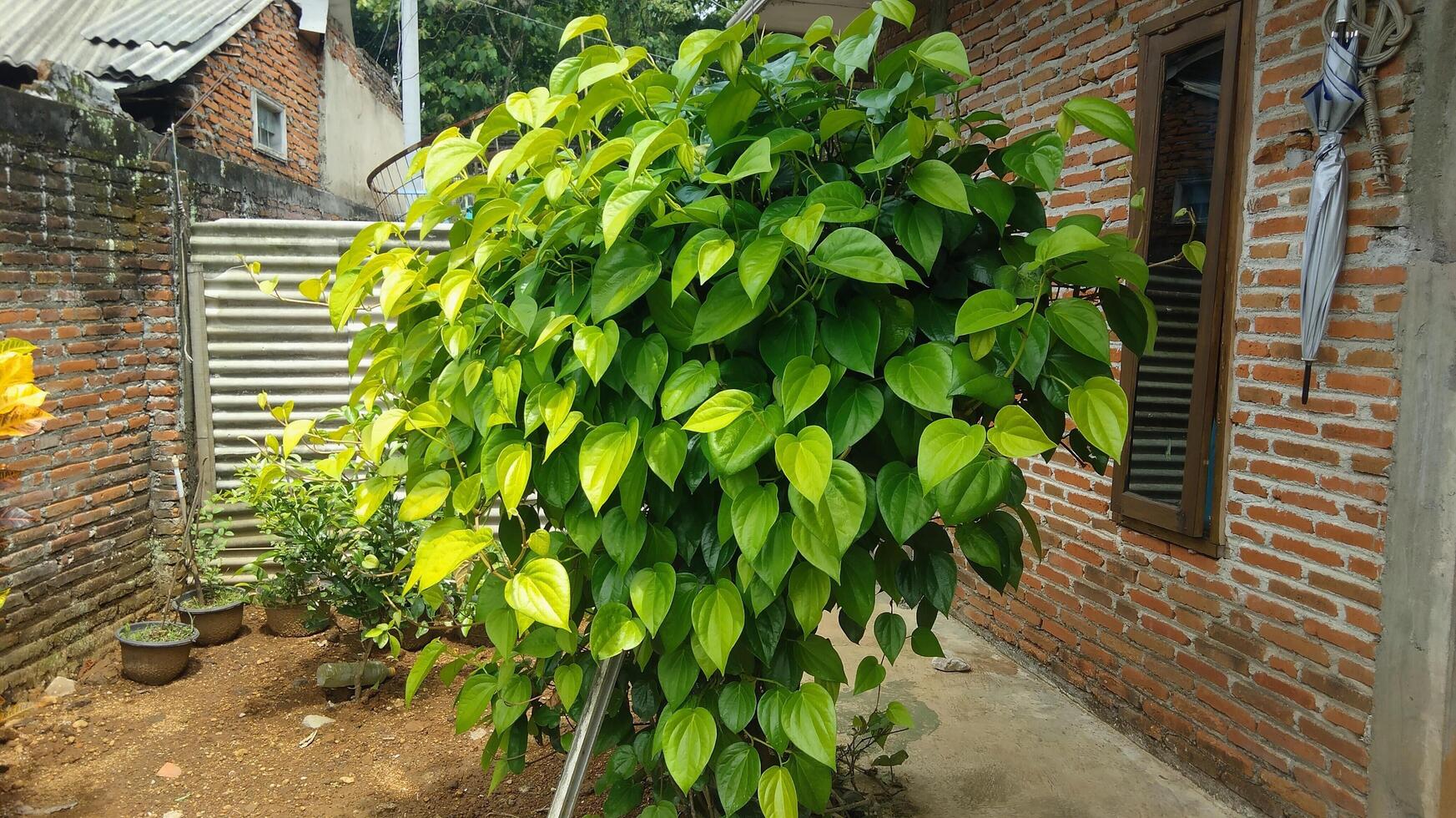 Green betel plant. Betel leaf photo