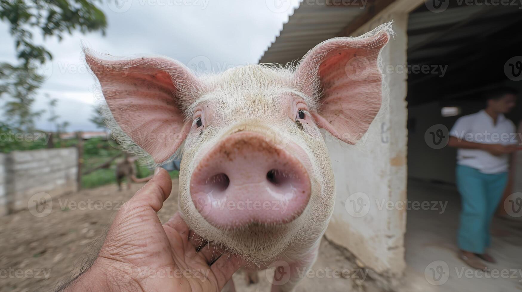 Close-up of a cute farm pig with a pink snout, being gently held by a person outdoors with a rural setting in the background. photo