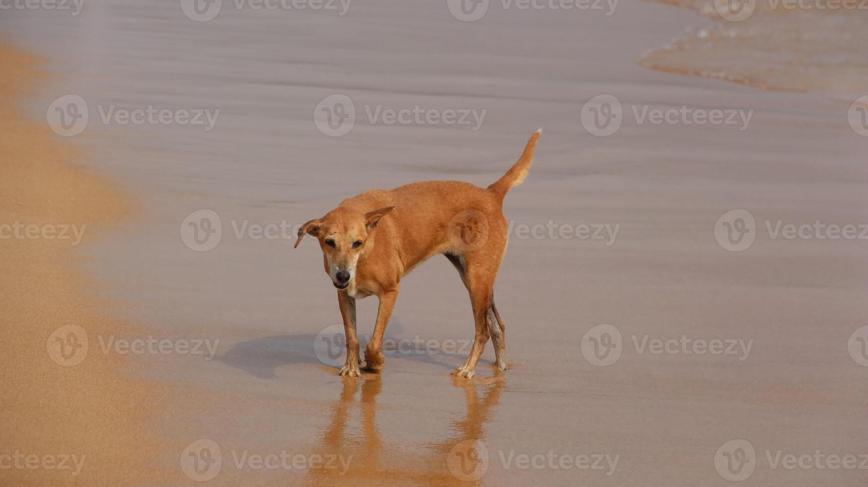 A homeless brown dog walks along a sandy beach near the water's edge on a sea coast on a sunny summer day photo