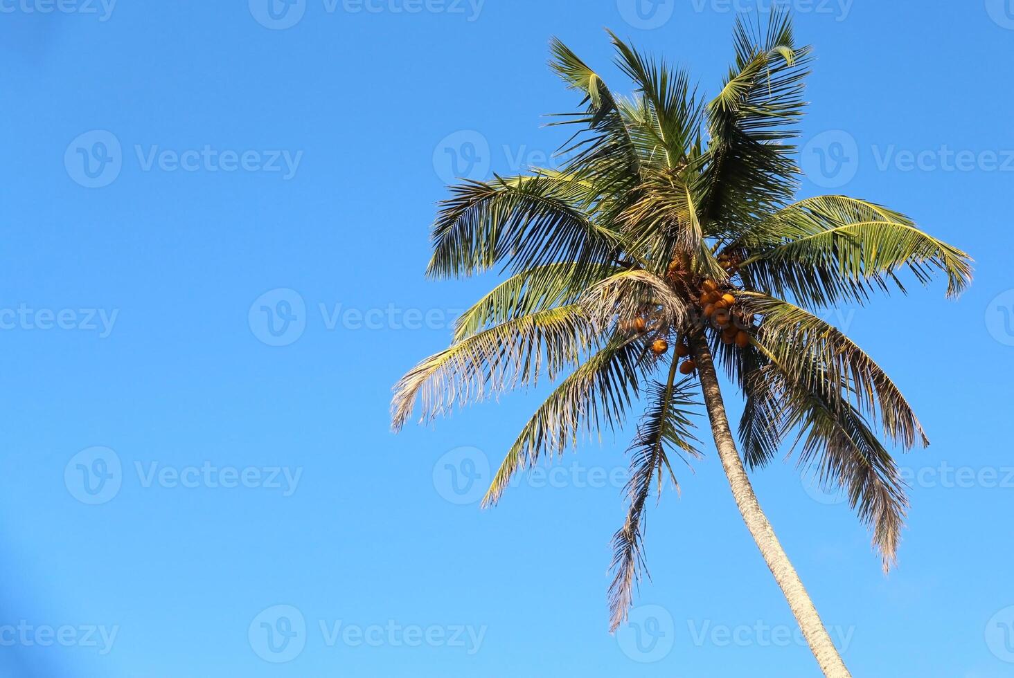 Crown of tropical coconut palm tree with green wide leaves against blue sky with copy space for text photo