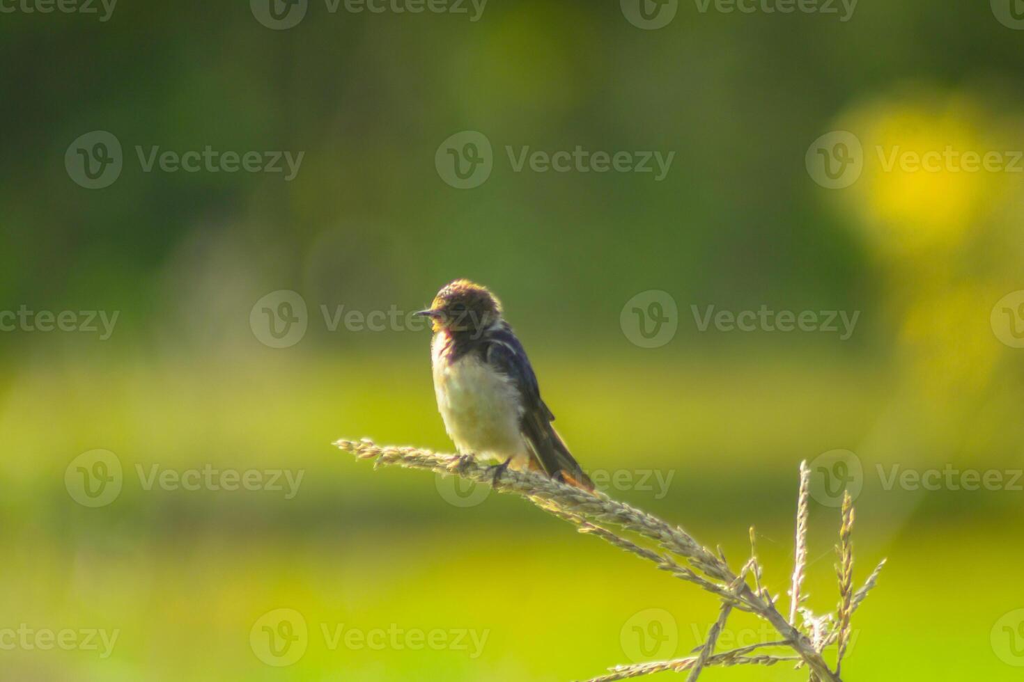 A small bird is sitting on a branch in the grass photo