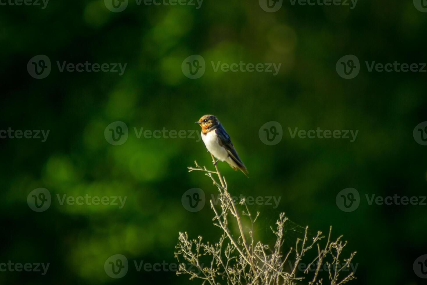 A small bird is perched on a branch photo