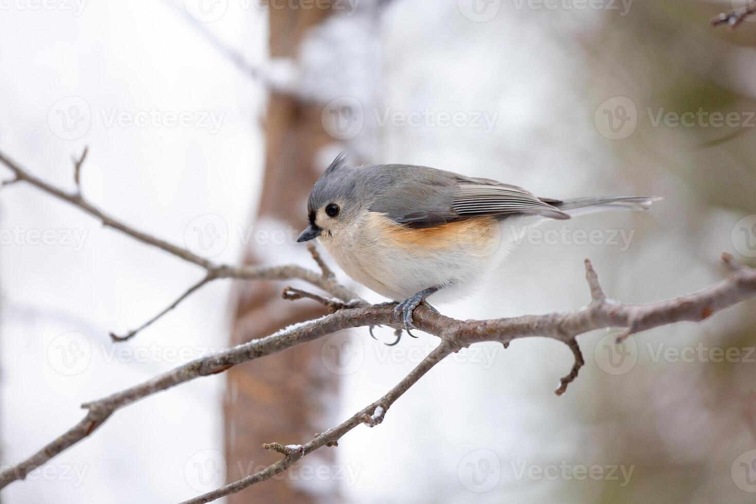 Tufted titmouse bird on branch in snow close up photo