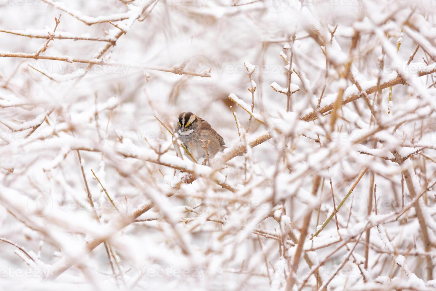 Sparrow on branches in snow photo